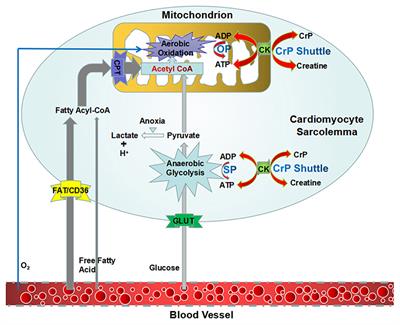 High-Energy Phosphates and Ischemic Heart Disease: From Bench to Bedside